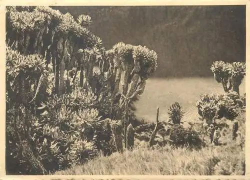 Postcard Belgian Congo Ruwenzori lac Vert Albert National Park