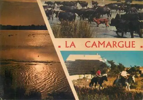 Postcard France B. du Rhone la camargue Vaccares sunset horse 1976