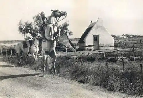 Postcard France La Camargue Stes Maries de la Mer horse