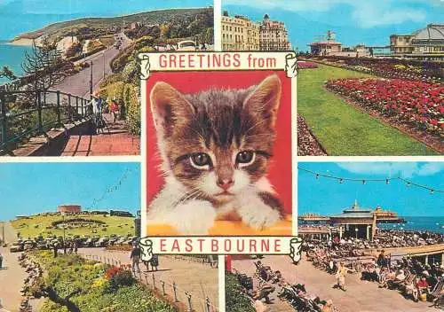 multi view Postcard England Greetings from Eastbourne kitten picture