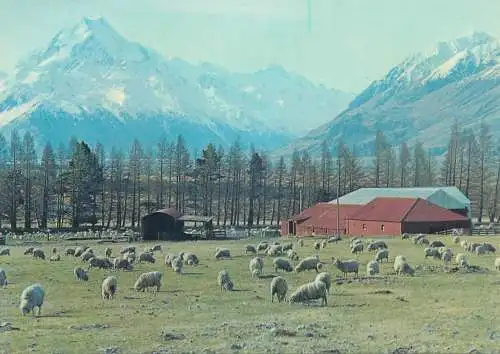 Postcard New Zealand Mt Cook from Glentanner Sheep Station Mackenzie Country
