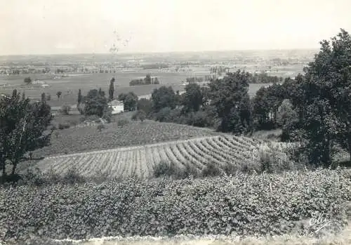 Postcard France  Dordogne  Bergerac vignobles de Monbazillac vue 1957