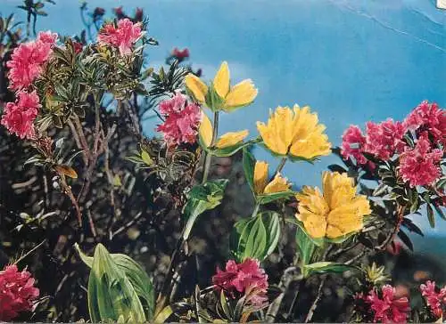 Postcard Switzerland Alpen Flora gentiana punktata
