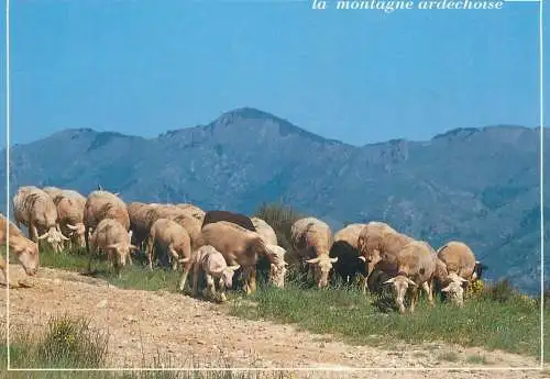 Postcard France Ardeche sheep heard