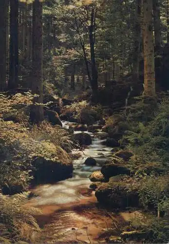Postcard Germany forest scene and river