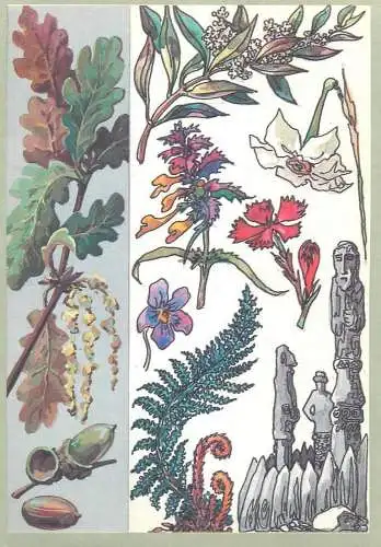 Amazing plants pictorial card Russia 1989 statue idols wallnut nut