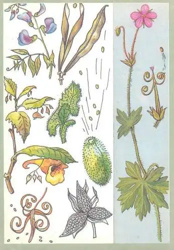 Amazing plants pictorial card Russia 1989 flower