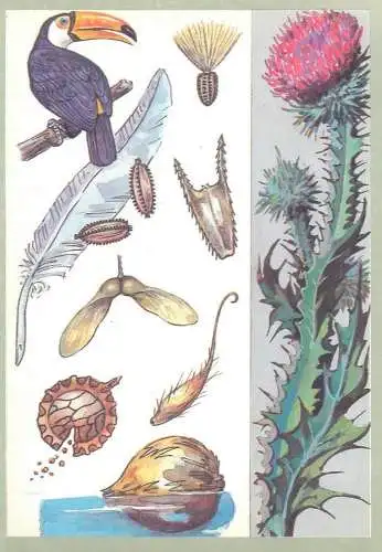 Amazing plants pictorial card Russia 1989 Cocodoo parrot flower