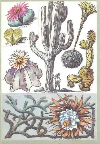 Amazing plants pictorial card Russia 1989 Mexico cactus