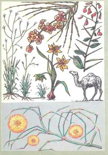 Amazing plants pictorial card Russia 1989 camel desert plant