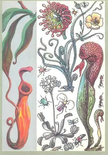Amazing plants pictorial card Russia 1989 carnivorus plant