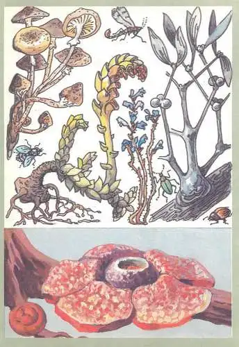 Amazing plants pictorial card Russia 1989 mushrooms