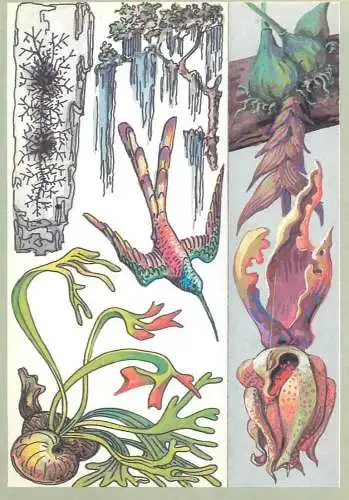 Amazing plants pictorial card Russia 1989 Colibri bird