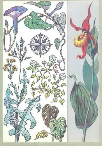 Amazing plants pictorial card Russia 1989 North star