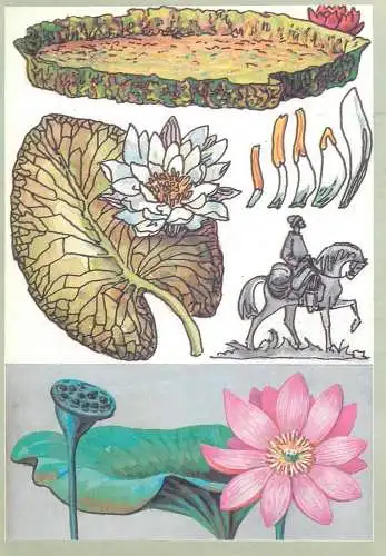 Amazing plants pictorial card Russia 1989 lotus flower native european