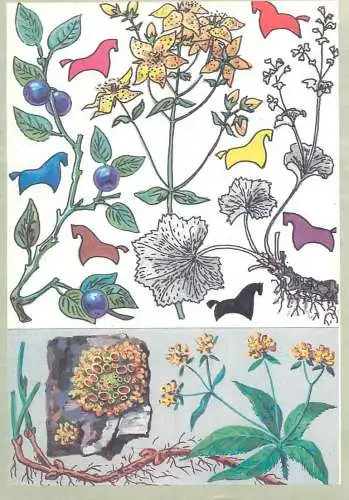 Amazing plants pictorial card Russia 1989 horses
