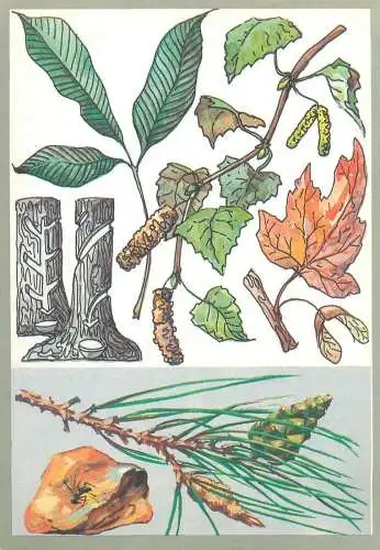 Amazing plants pictorial card Russia 1989 ant tree sebum
