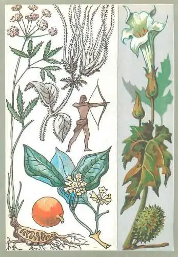 Amazing plants pictorial card Russia 1989 oranges archers