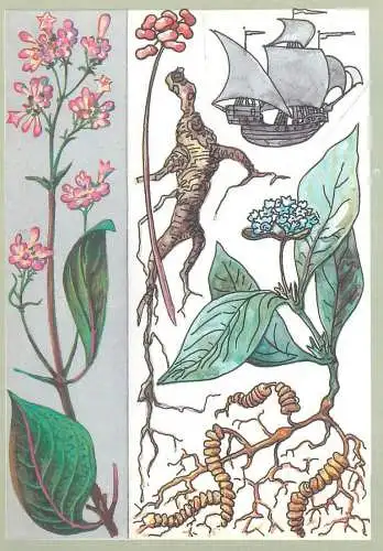 Amazing plants pictorial card Russia 1989 sailship