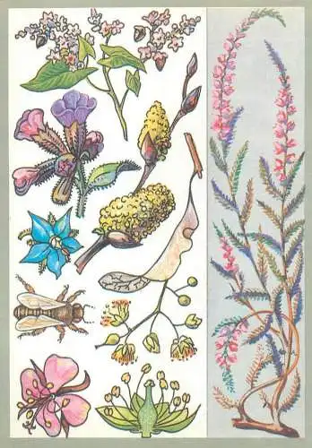 Amazing plants pictorial card Russia 1989 flowers