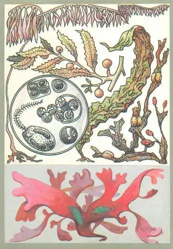 Amazing plants pictorial card Russia 1989