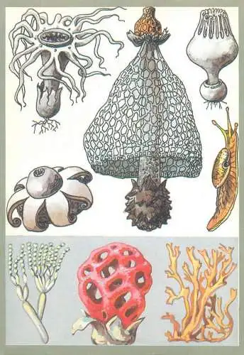 Amazing plants pictorial card Russia 1989 sea fruits