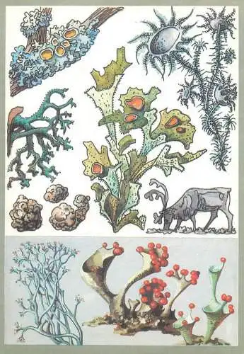 Amazing plants pictorial card Russia 1989 forest
