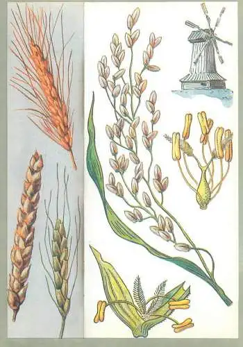 Amazing plants pictorial card Russia 1989 wheat mill