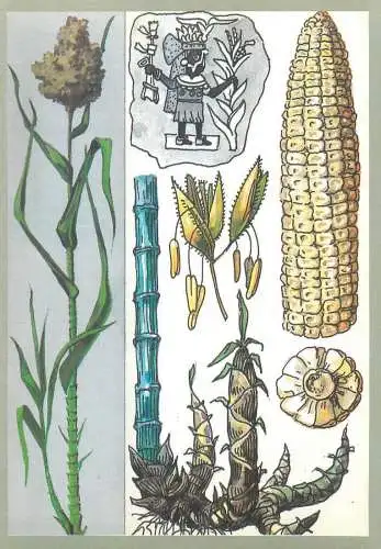 Amazing plants pictorial card Russia 1989 native American aztec maya corn