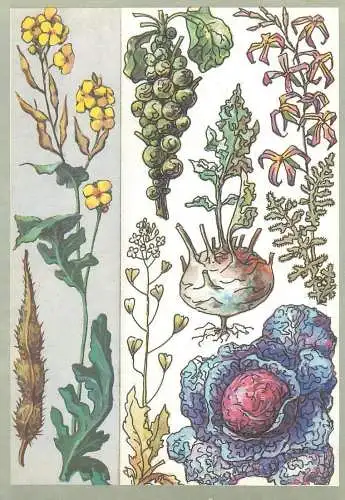 Amazing plants pictorial card Russia 1989 bulbs