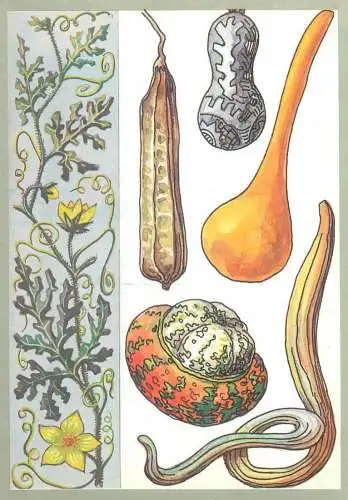 Amazing plants pictorial card Russia 1989 pumpkin