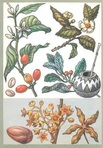 Amazing plants pictorial card Russia 1989 coffe beans tobacco