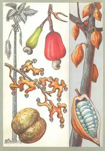 Amazing plants pictorial card Russia 1989