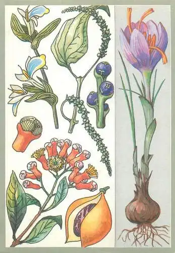 Amazing plants pictorial card Russia 1989 bulbs