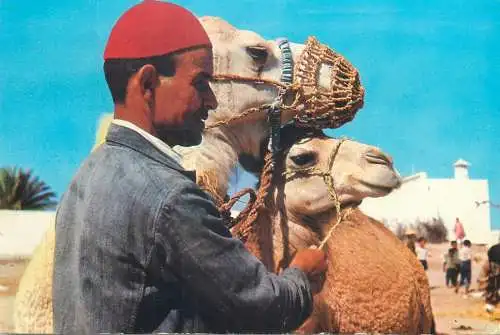 Postcard Tunisia Djerba camel driver