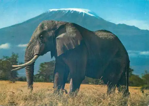 Postcard Kenya elephant photo