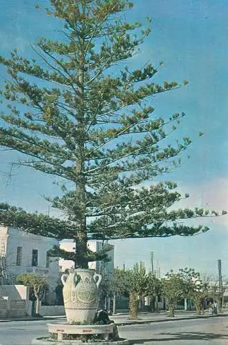 Post card Tunisia Nabeul tree cityscape