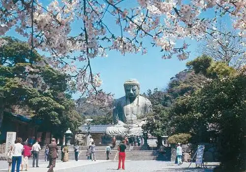 Postcard Japan the great Buddha of Kamakura in the time of Cherry Bloom 1983