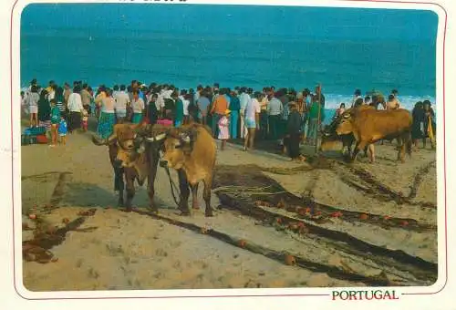 Post card Portugal Praia de Mira bulls pulling the nets