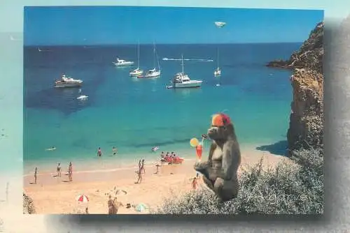 Post card Portugal Algarve beach view sailing types monkey with exotic drink