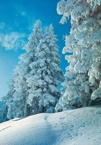 Postcard Switzerland fir tree forest winter scenery place to identify