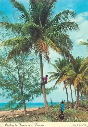 Postcard climbing for coconuts in the Bahamas ethnic types and scenes