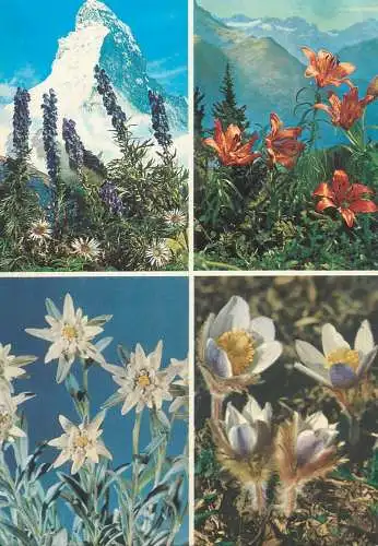 Postcard Alpine flora multi view