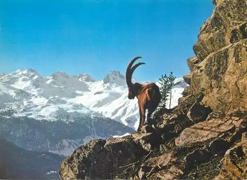 Postcard France capra ibex L. Ibex animal on cliff 1983