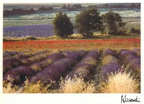 Postcard France Provence lavender and poppies autograph signature J-F Alessandri photo