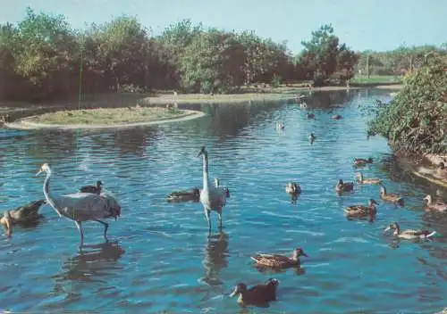 Postcard Belgium Knokke Zoute the bird sanctuary of the Zwin