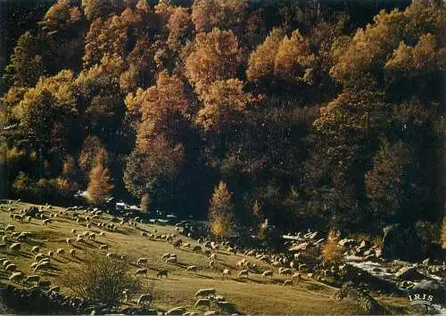 Postcard France Corrèze pastorale d'automne 1982