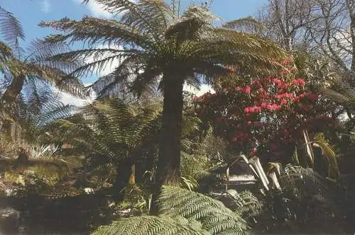 Postcard New Zealand fern trees detail aspect