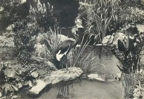 Postcard France Vichy un cion du Parc des Cygnes 1961
