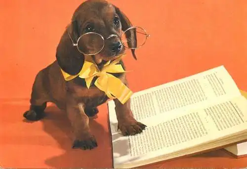 Funny Animals Serie Chiens Postcard scholar reading dog with glasses and bow